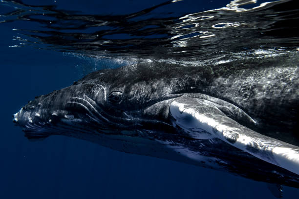 istock Baby Humpback Whale 1413815729