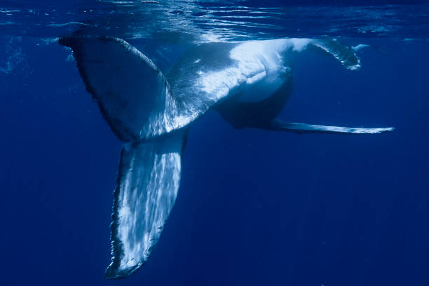 istock Baby Humpback Whale 1413815745