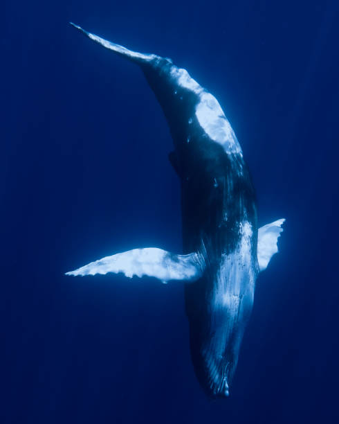 istock Baby Humpback Whale 1413815758