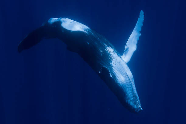 istock Baby Humpback Whale 1413815759