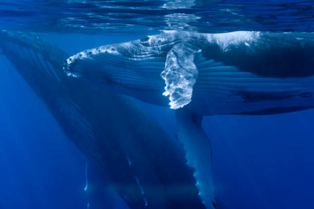 istock Baby Humpback Whale 1413815956