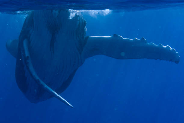 istock Baby Humpback Whale 1413815967