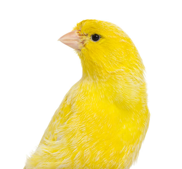 istock Close-up of a yellow canary isolated on white 1413816242