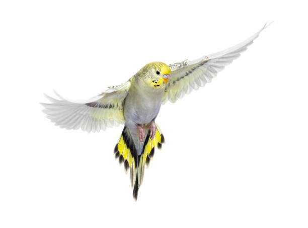 istock grey rainbow Budgerigar bird flying wings spread, isolated on white 1413816245