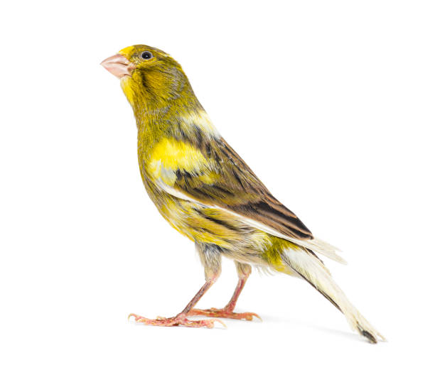 Rear view of a pied canary looking up isolated on white Rear view of a pied canary looking up isolated on white serin stock pictures, royalty-free photos & images