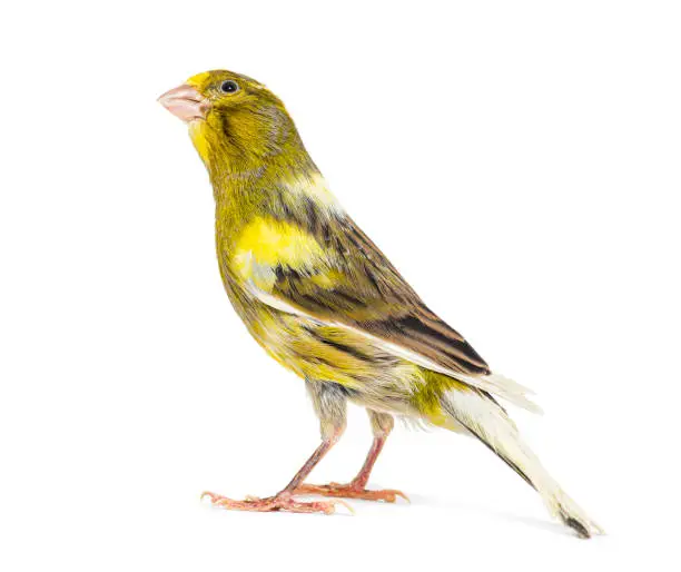 Rear view of a pied canary looking up isolated on white