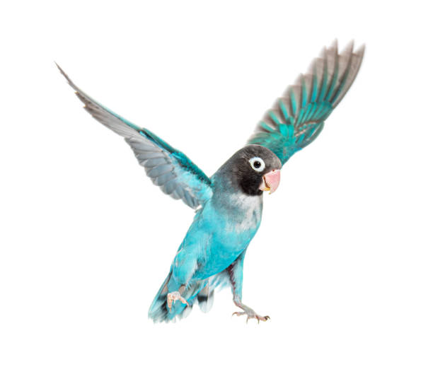 istock Black Cheecked Lovebird wings spread Agapornis Nigrigenis  Blue mutation, isolated on white 1413816270