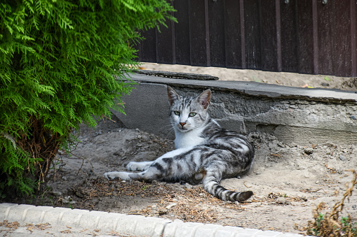 A young country cat lies in the shade in the backyard in hot weather