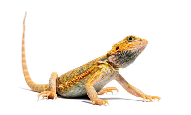 istock Pogona looking up, agame barbu, isolated on white 1413816414