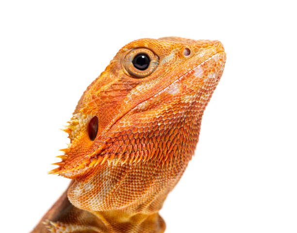 istock close-up on a Pogona head, agame barbu, isolated on white 1413816422