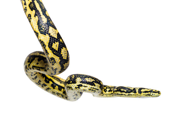 istock Snake hanging in the air, Jungle carpet python, Morelia spilota cheynei, isolated on wite 1413816464