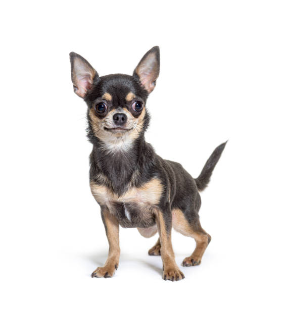 istock Chihuahua dog looking at the camera, isolated on white 1413816480