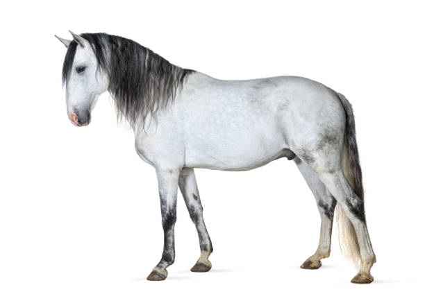 istock White lusitano horse standing in front, side view, isolated on white 1413816484