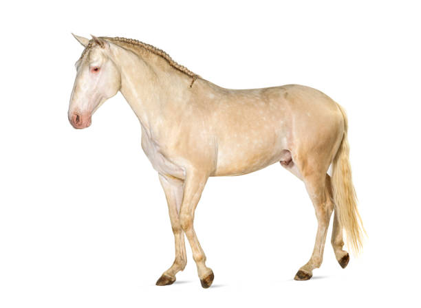 istock Lusitano horse walking in front, side view, isolated on white 1413816493