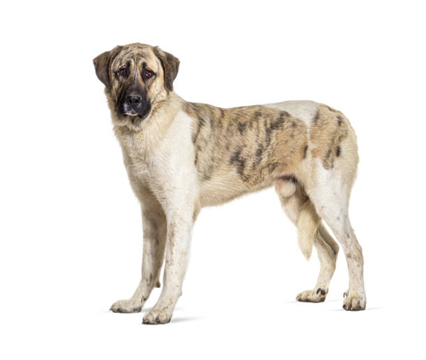 istock profile view of a Transmontano Mastiff, isolated on white 1413816505
