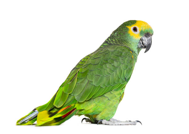 Blue-fronted parrot, Amazona aestiva, Isolated on white Blue-fronted parrot, Amazona aestiva, Isolated on white amazona aestiva stock pictures, royalty-free photos & images