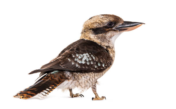 istock Kingfisher Laughing kookaburra, Dacelo novaeguineae, isolated on white 1413817045