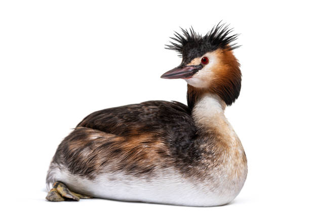 Great crested grebe, Podiceps cristatus, isolated on white