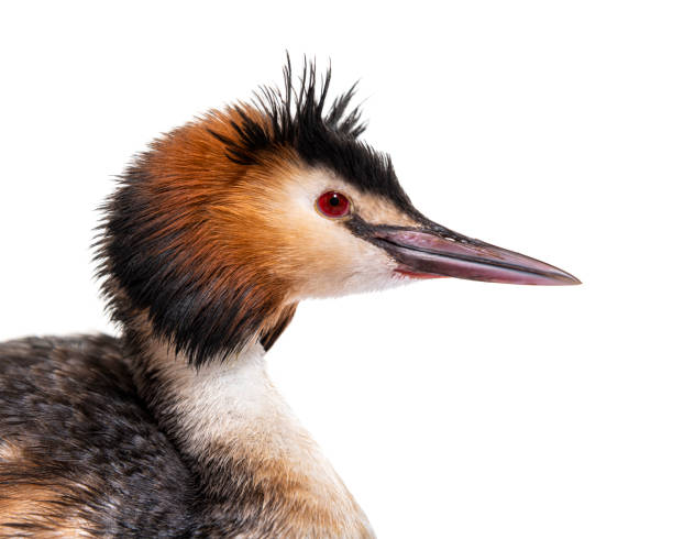 istock Great crested grebe, Podiceps cristatus, isolated on white 1413817075