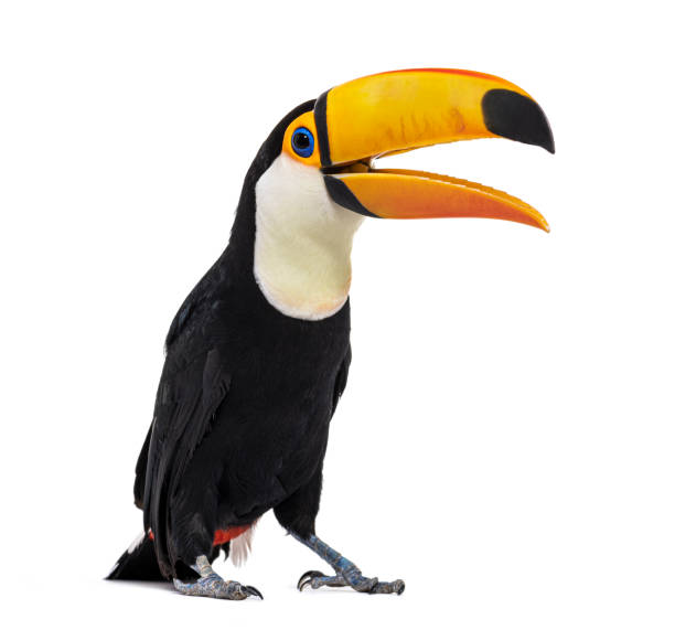 istock Toucan toco beak open, Ramphastos toco, isolated on white 1413817087