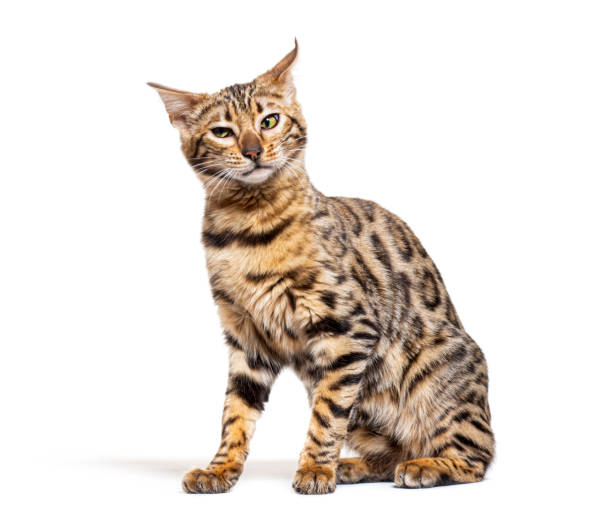 istock irritated Bengal cat making a face, isolated on white 1413817129