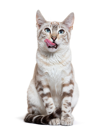 Front view of a snow lynx Bengal cat licking its lips, isolated on white