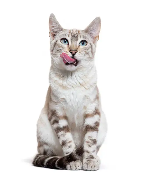 Photo of Front view of a snow lynx Bengal cat licking its lips, isolated on white