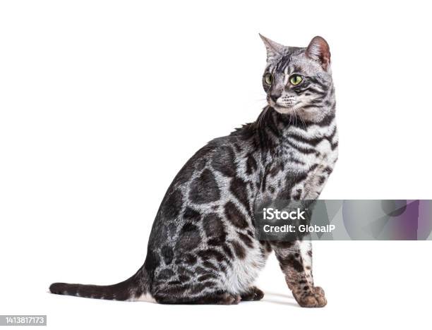 Kucing Bengal Duduk Dan Melihat Ke Belakang Terisolasi Di Atas Putih