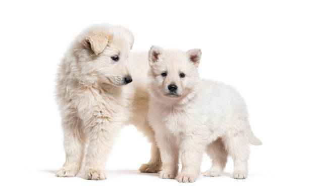 istock Two puppies Berger Blanc Suisse, isolated on white 1413817220