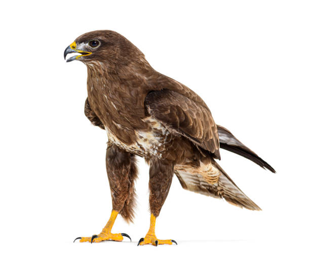 istock Side view of a common buzzard bird, Buteo buteo; isolated on white 1413817436