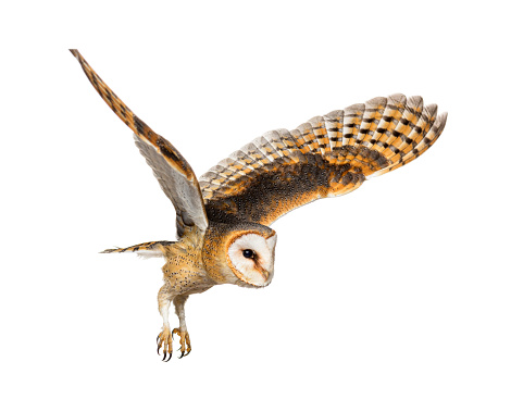 Side view of a Barn Owl, nocturnal bird of prey, flying wings spread, Tyto alba, isolated on withe