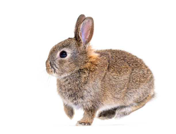 Side view of a Young bunny European rabbit, jumping stock photo