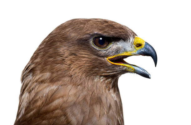 istock Side view of a common buzzard bird, Buteo buteo; isolated on white 1413817574