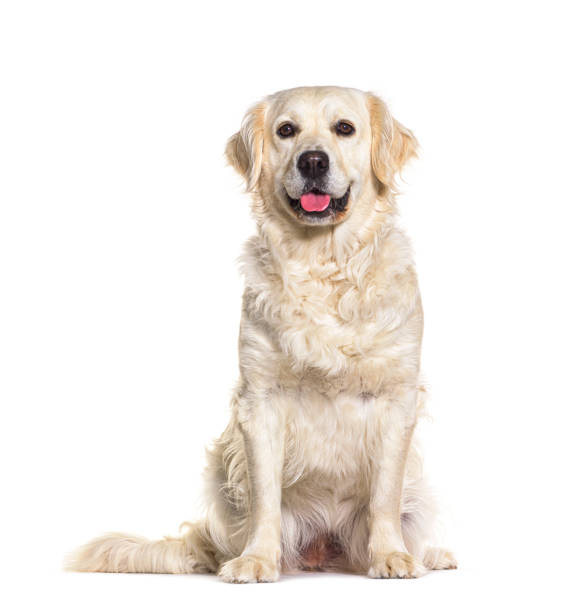 istock Golden retriever panting, sitting in front and looking at tha camera, isolated on white 1413817833