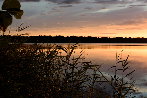 beautiful lake view in windless time with green reeds on cloudy summer day sunset evening