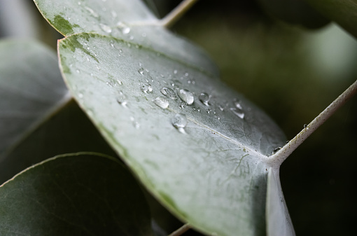 Macrophotography of an Eucalyptus leaf