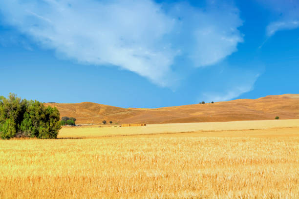 Wheat Field-Central California