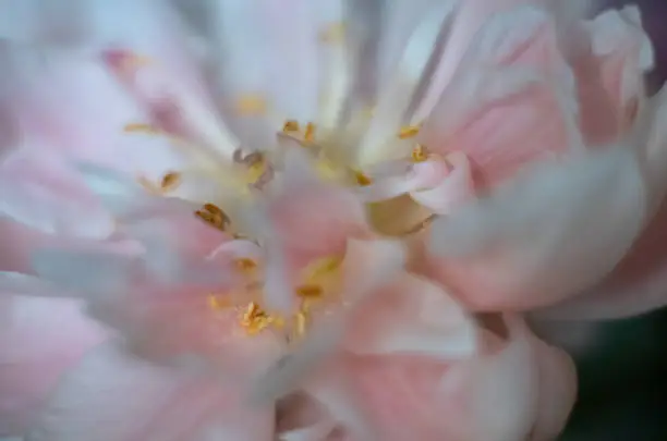 Macrophotography of a Coral Peony