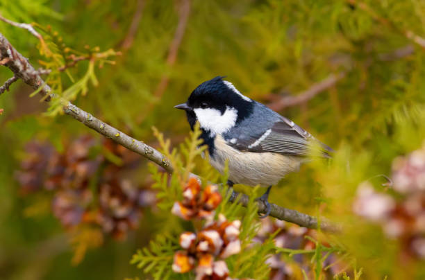 istock Coal Tit, Periparus ater, Coal Titmouse. A bird sits on a branch of a thuja 1413819904