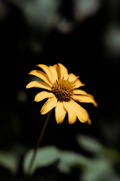 istock Yellow flowers in the sun light 1413820214
