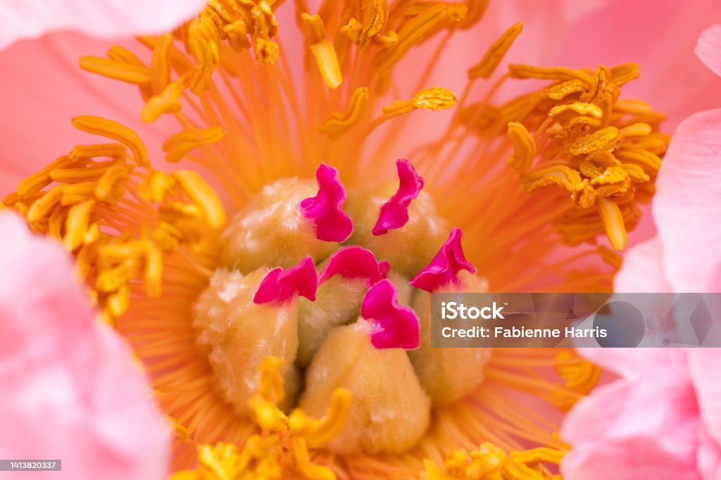 Peony pistil Macrophotography of an Orchidea Pistil Stock Photo