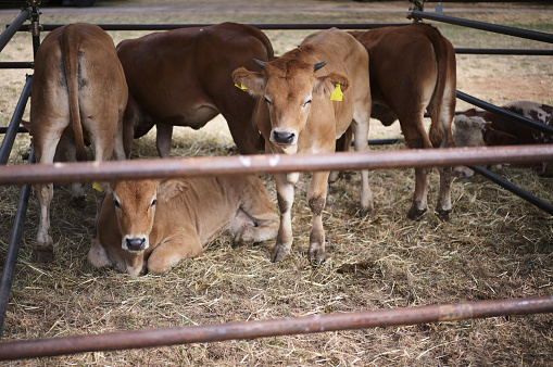 livestock market