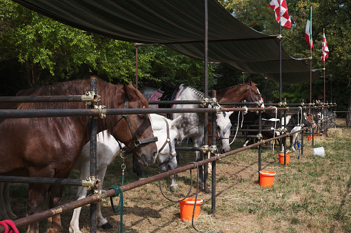 Blacksmith Shoeing Draft horse