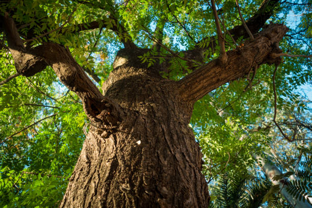 une photo ascendante d’un grand arbre de neem. uttarakhand inde. - forest road nature birch tree photos et images de collection