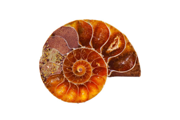 Slice plate ammonite fossil stock photo