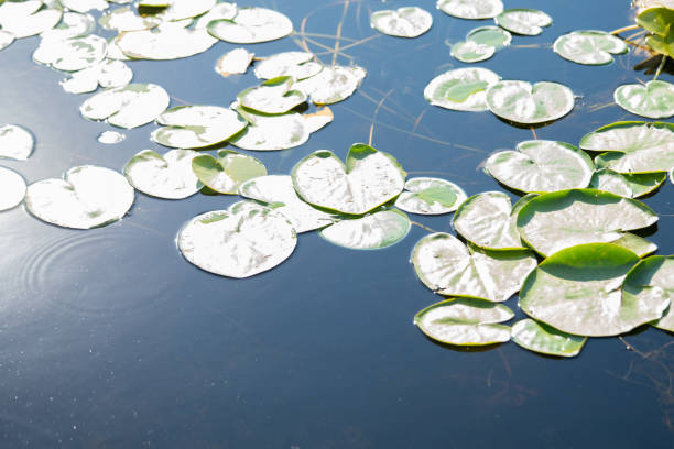 hoja de lirio blanco en el agua en el lago - lotus leaf fotografías e imágenes de stock