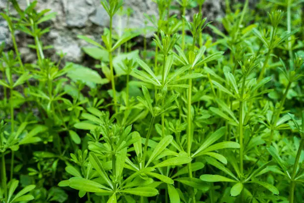 A closeup shot of Catchweed bedstraw plant, Galium aparine. Common names including cleavers, clivers, catchweed and sticky willy. Uttarakhand India.