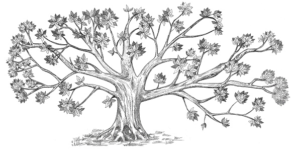 Tree silhouette illustration. Design option for your family tree.