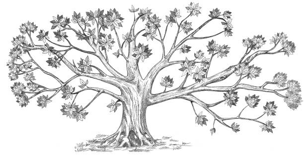 Genealogical  tree hand drawn. Isolated on white background. Tree silhouette illustration. Design option for your family tree. family tree stock illustrations