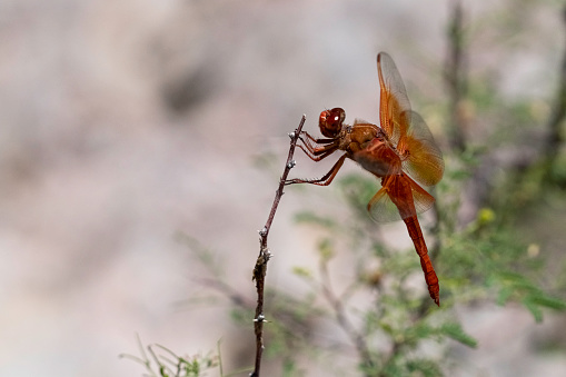 Red dragonfly clutches twig in the wind